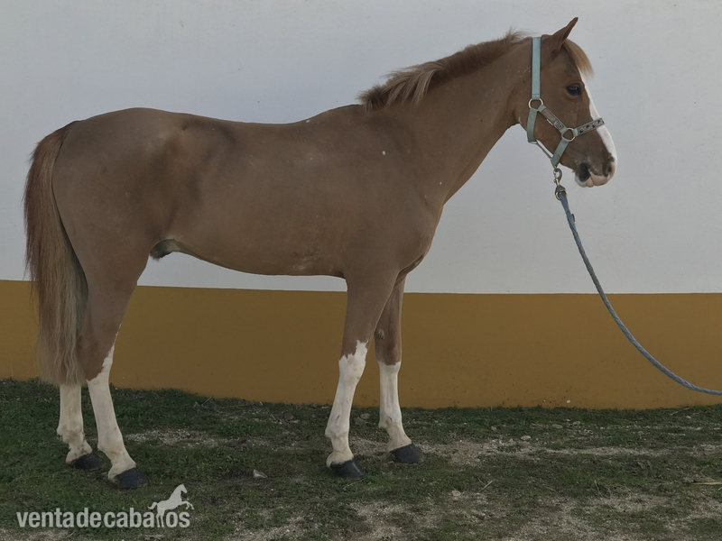 Ponis Miniatura Cruzado - Vendo poni C
