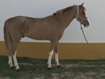 Vendo poni C