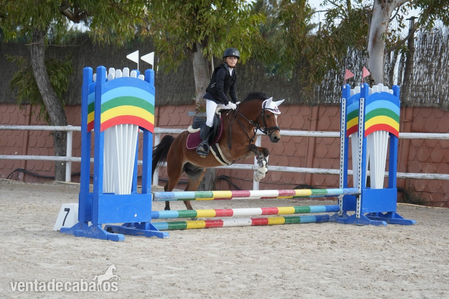 Poni B de competicion  Completo / Salto.  in 
