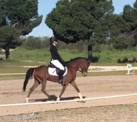 Ponis Pony Club EMPTY - Poni B de competicion  Completo / Salto. 