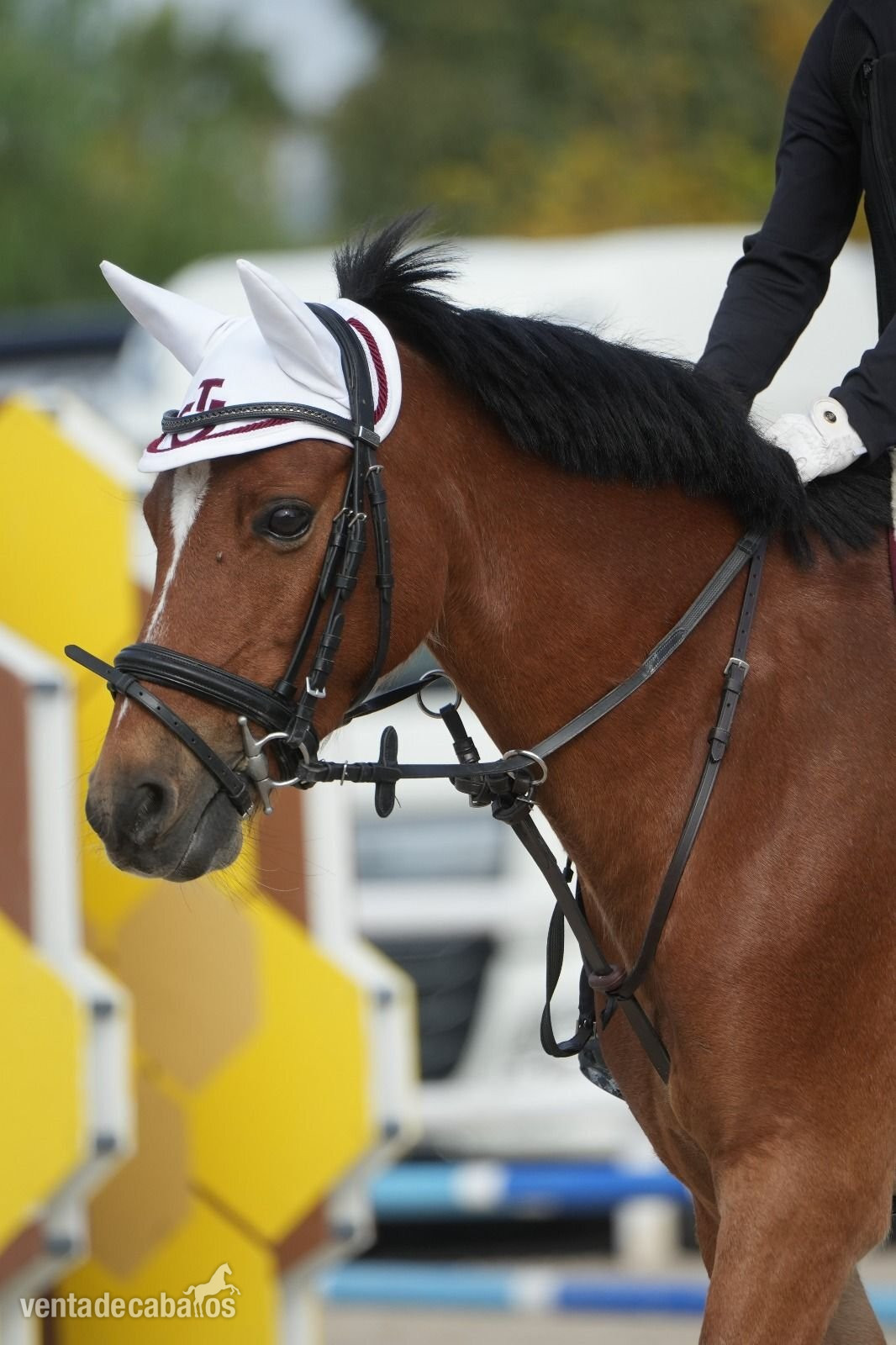 Poni B de competicion  Completo / Salto.  - Ponis Pony Club EMPTY