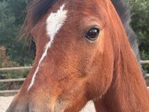 Poni B de competicion Completo / Salto.