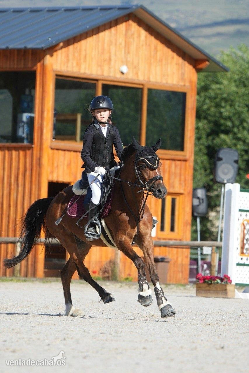 Poni B de competicion  Completo / Salto.  - EMPTY