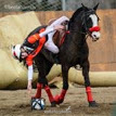 Poni ideal horseball in 