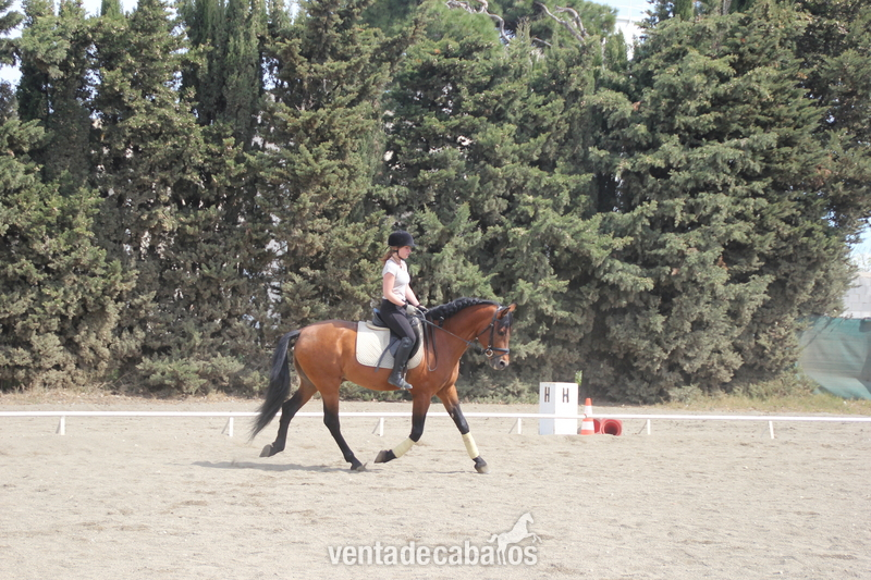 CABALLO P.R.E. DOMA CLASICA in 