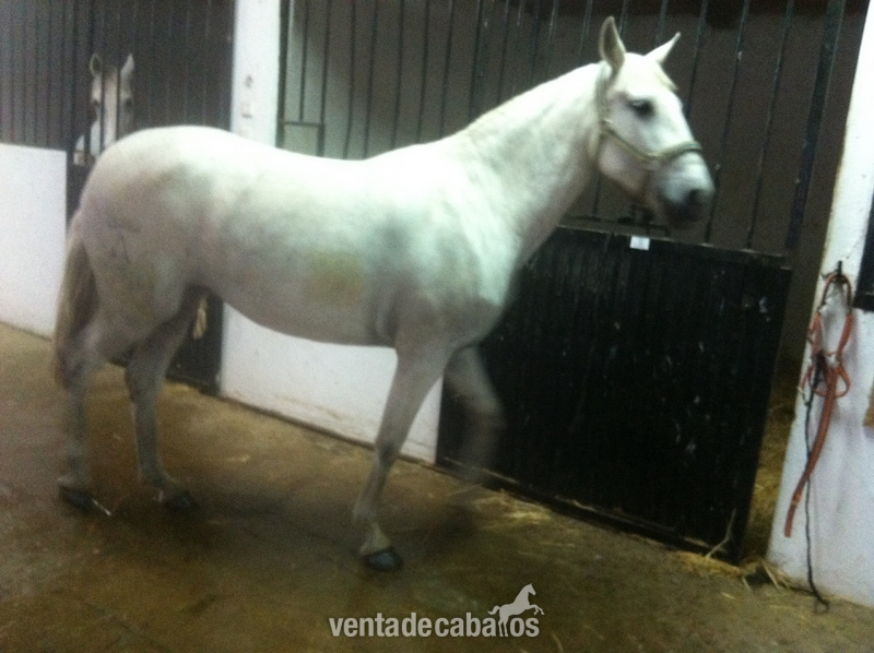 VENDO YEGUA LUSITANA CON CRIA DE TRE MESES in 