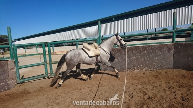 Pura Raza Española {TYPE}