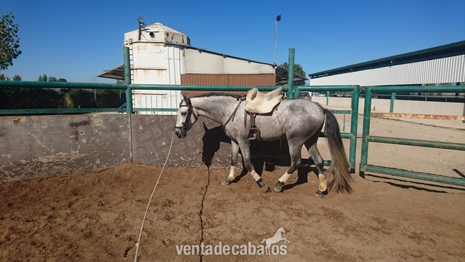 Caballos Enteros Pura Raza Española - PRE 3,5 años CON GRAN PROYECCIÓN