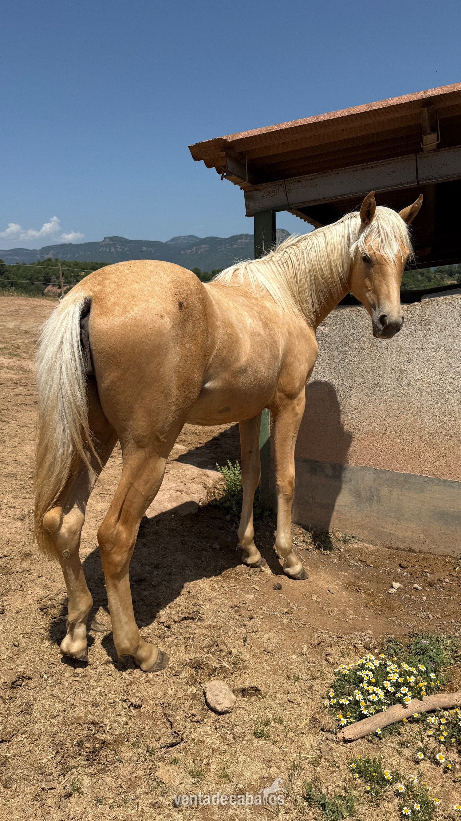 Potra Palomina CDE in 