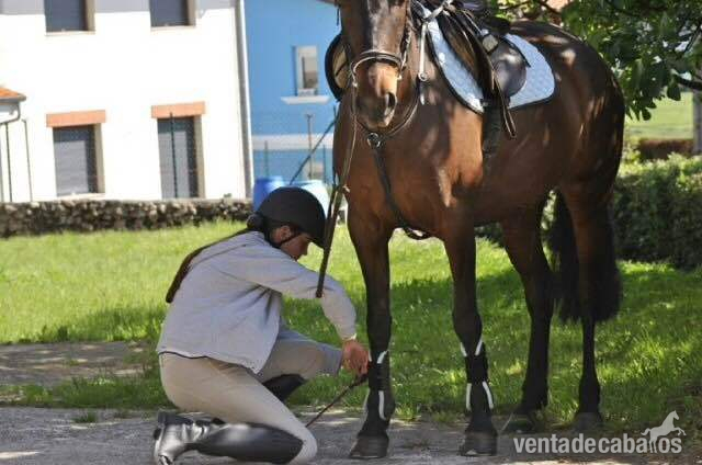 Hispano-Arabe