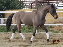 En venta PRE domado 