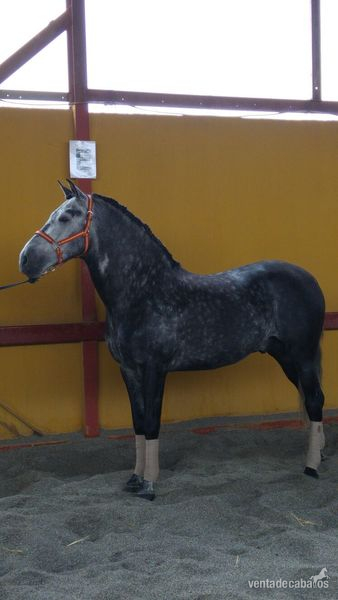 Caballos Pura Raza Española (P.R.E.) Pura Raza Española - MAGNIFICO PRE CON 7 AÑOS Y MEDIO. (Alta Escuela)
