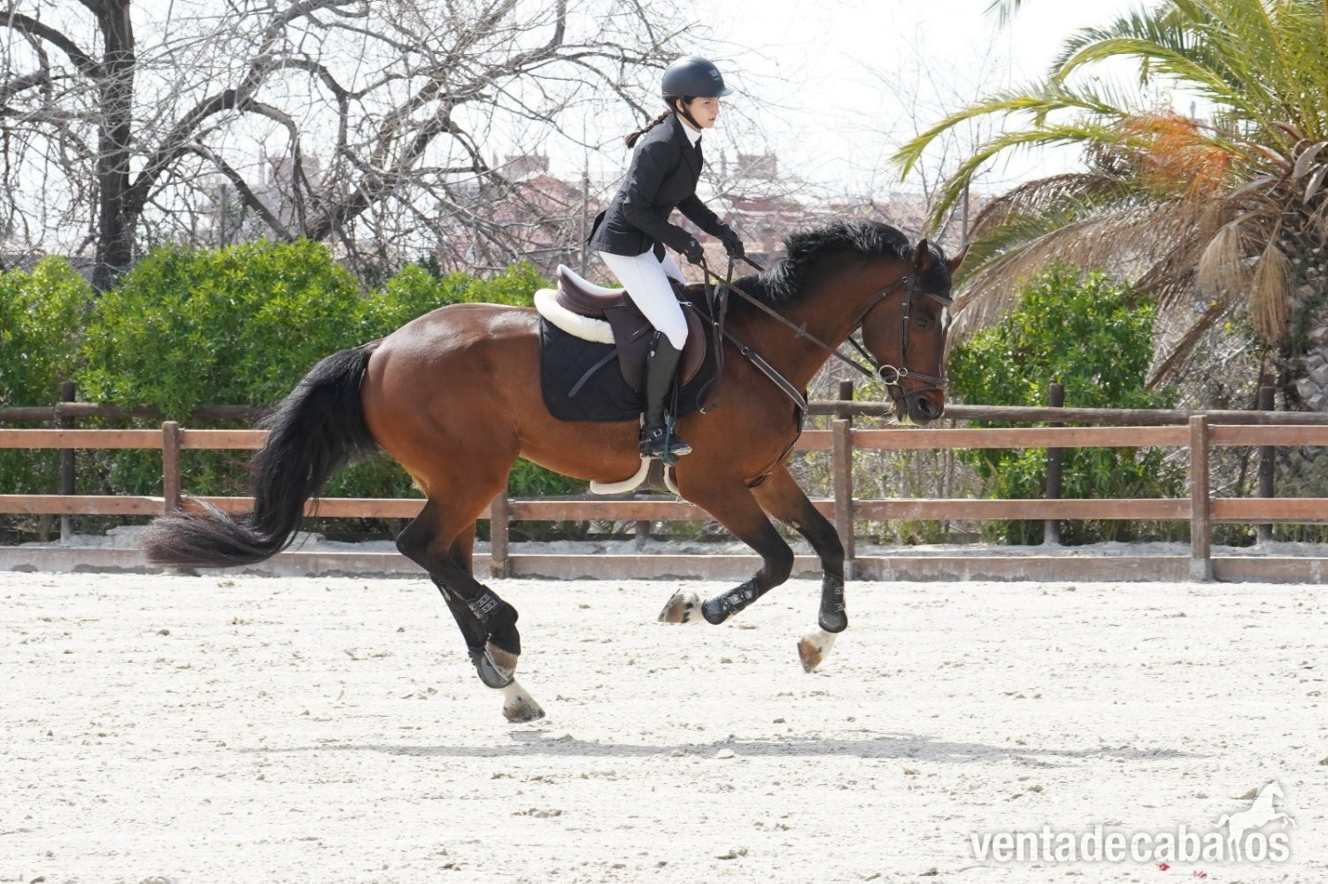 Caballo de salto para compartir - EMPTY