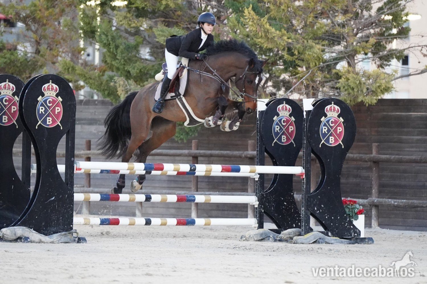 Caballo de salto para compartir - Busco/Cambio/Cedo Caballo