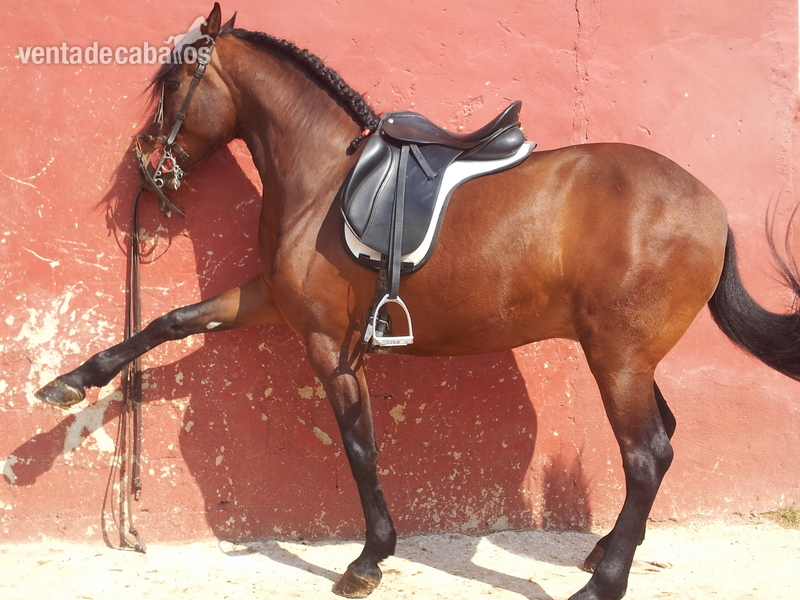 CABALLO PRE CASTRADO in 