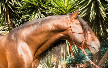 Caballo pre en venta 