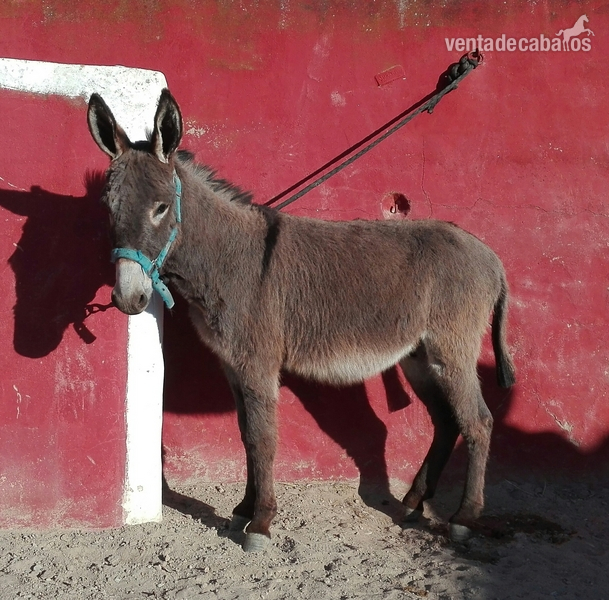 burro montado y enganchado in 