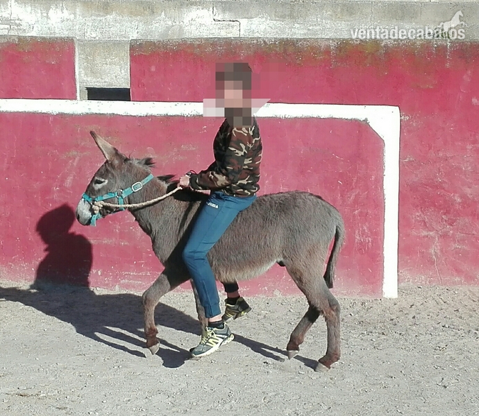 Asno {TYPE}