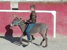 burro montado y enganchado