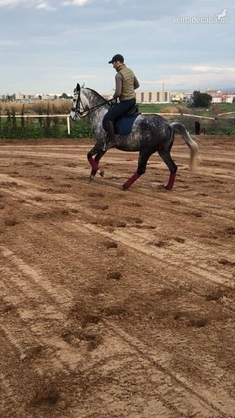 Tres sangres
