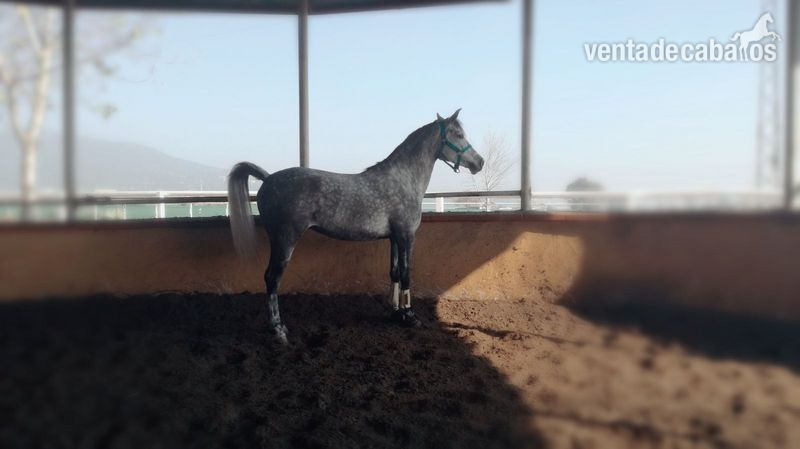 Potras Tres sangres - Yegua tres sangres 
