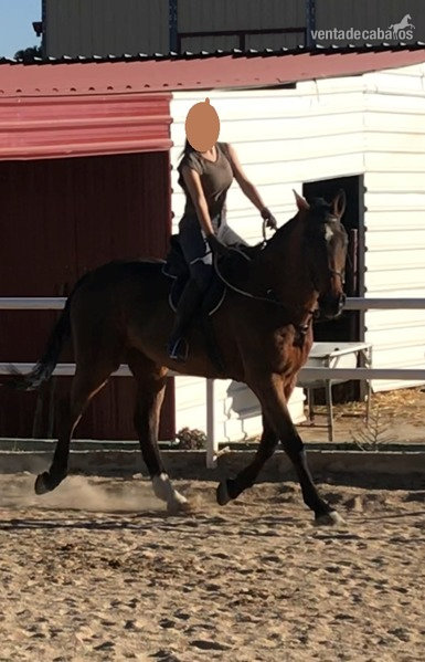 POLO ARGENTINO {TYPE}