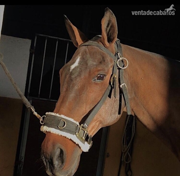 Caballos Capados POLO ARGENTINO - CABALLO DE POLO ARGENTINO CASTRADO 16 AÑOS EN MADRID