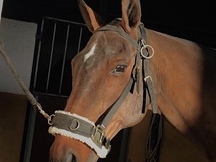 CABALLO DE POLO ARGENTINO CASTRADO 16 AÑOS EN MADRID