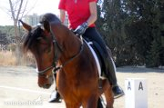 CABALLO MUY DAMADO EN CLASICA in 