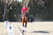 Caballos Pura Raza Española (P.R.E.) Pura Raza Española - CABALLO MUY DAMADO EN CLASICA