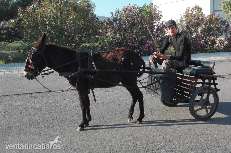 burro montado y enganchado. in 
