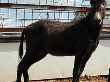 burro montado y enganchado.
