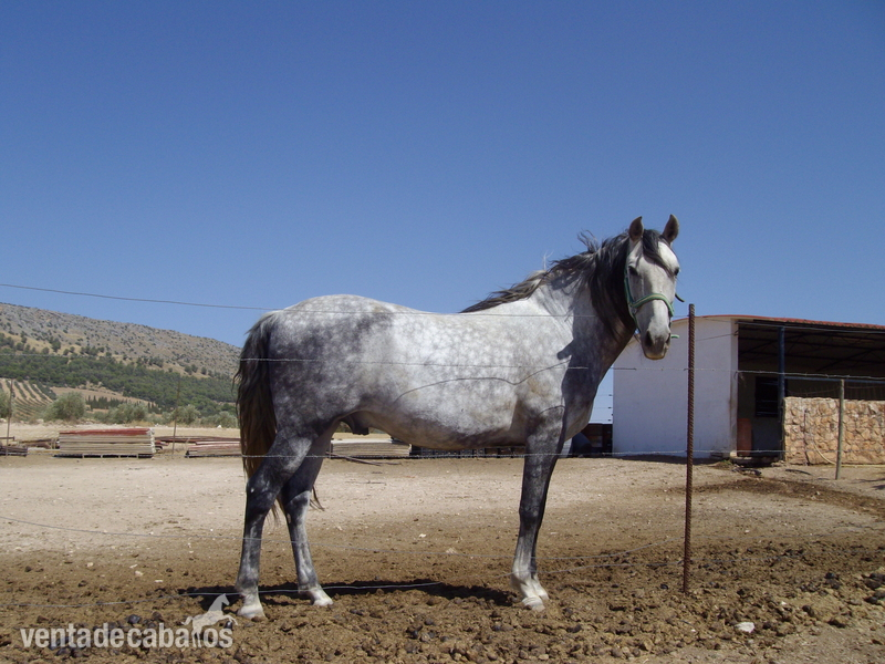 Vendo mi caballo in 