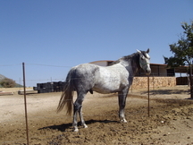 Vendo mi caballo