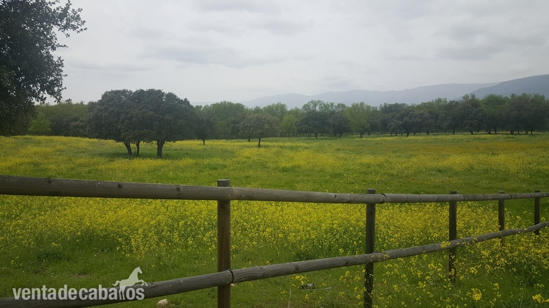 Sotillo de la Adrada Prados colectivos post cuarentena