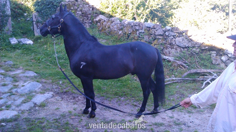 semental pura raza Paso fino colombiano in 