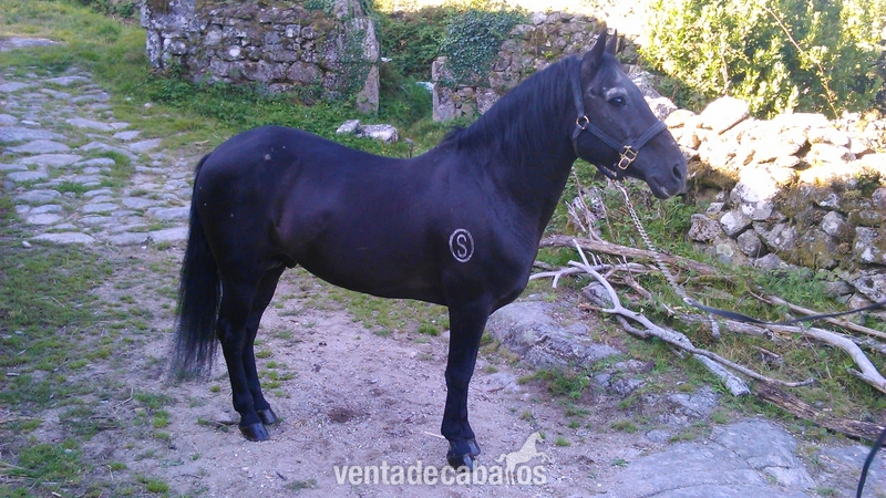 Paso Fino