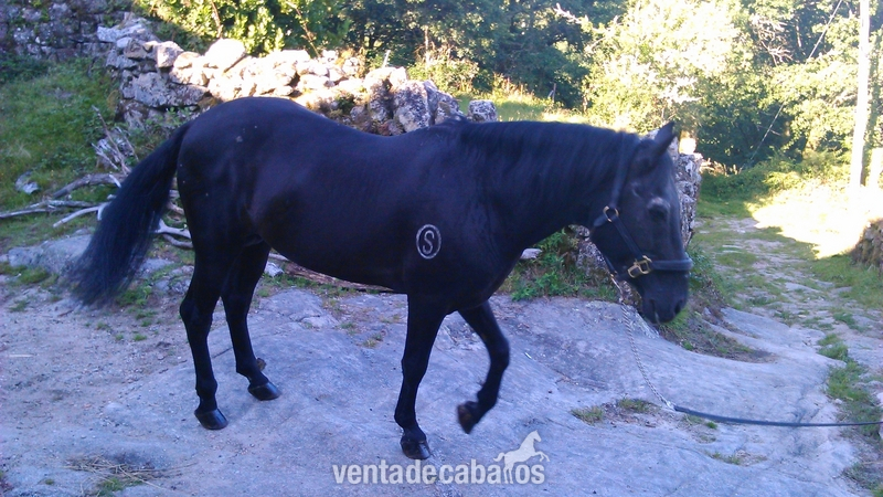 Paso Fino {TYPE}