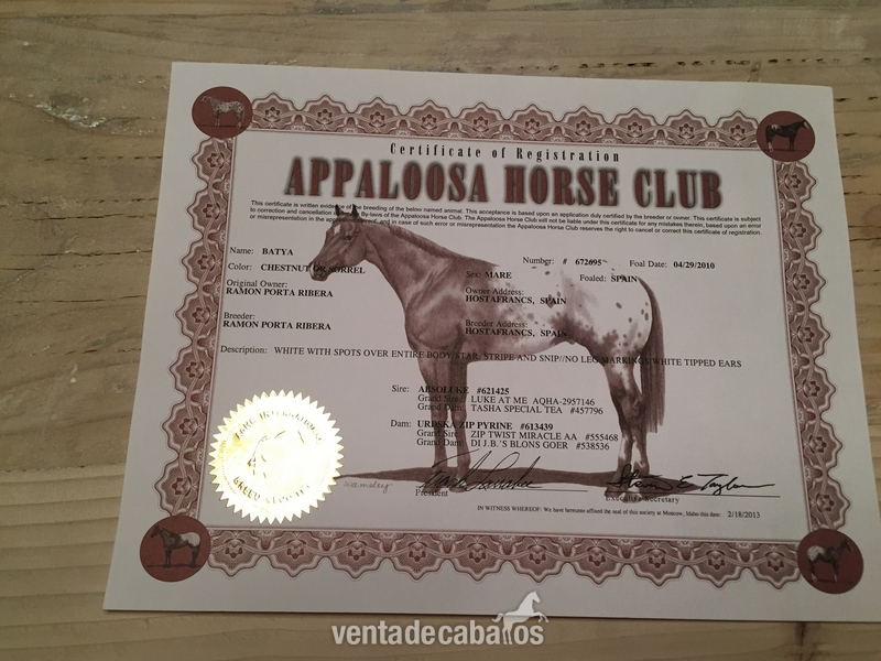 POTROS APPALOOSA EN BARCELONA in 