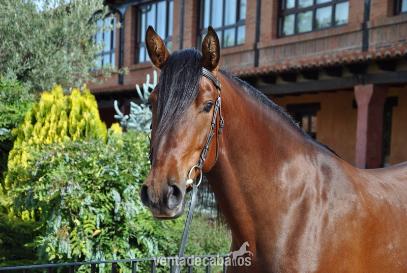 Caballos Pura Raza Española (P.R.E.) Pura Raza Española - Venta Pura Raza Española
