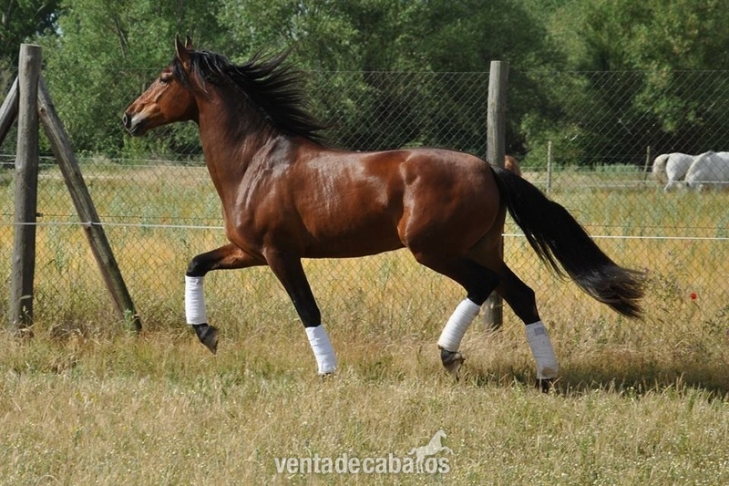 Venta Pura Raza Española - Caballos Pura Raza Española (P.R.E.) Pura Raza Española