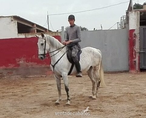 yegua montada y enganchada in 