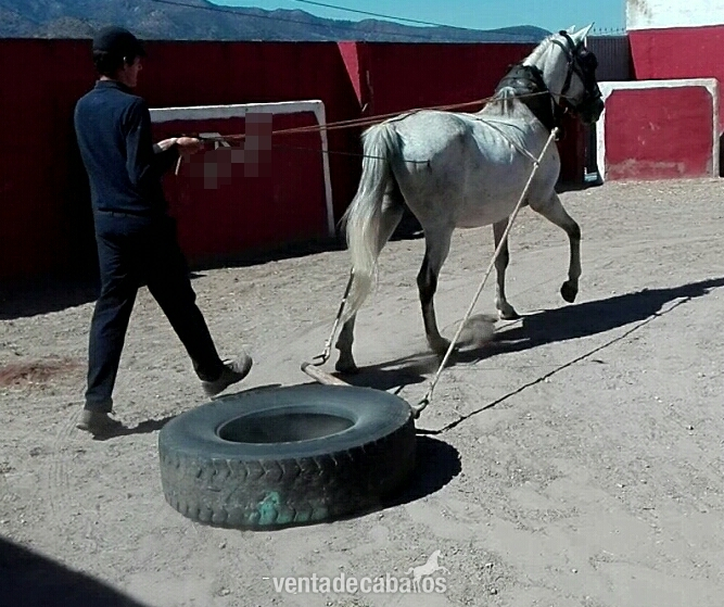 Pura Raza Española