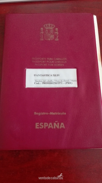 Yeguas Pura Raza Española - yegua montada y enganchada