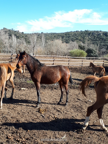 Lote de 2 potras hispano arabes in 