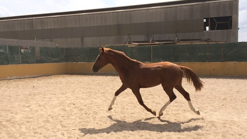 Caballos Enteros KWPN - POTRO KWPN 30 MESES