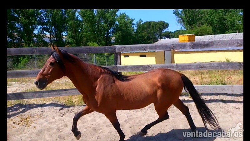 Caballo puro español in 