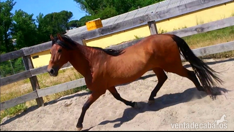 Caballos Enteros Pura Raza Española - Caballo puro español