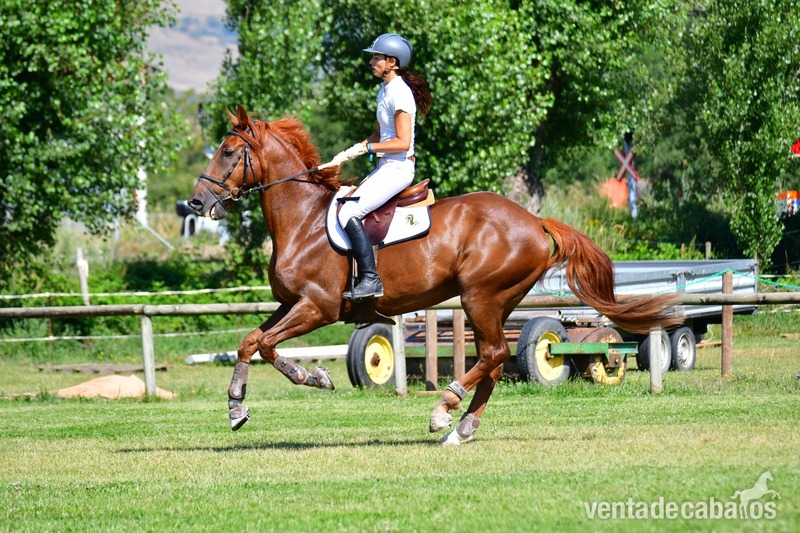 Caballo de salto 100% fiable, ideal para aprender in 