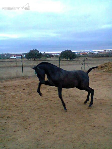 caballo espectacular de dos 2  y algo  in 